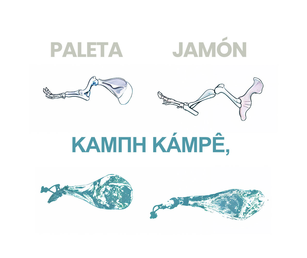 Origen etimológico de Kampé: curvatura o articulación curvada del jamón y la paleta